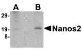 Nanos2 Antibody