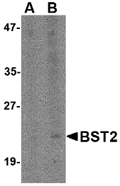 Bst2 Antibody