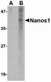 Nanos1 Antibody