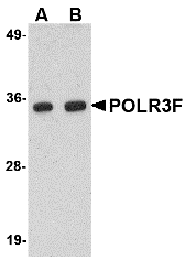 POLR3F Antibody