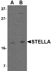Stella Antibody