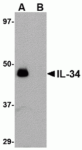 IL-34 Antibody