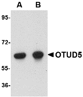 OTUD5 Antibody