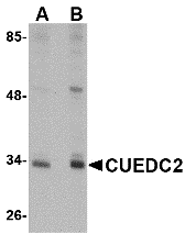 CUEDC2 Antibody