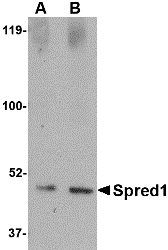 Spred1 Antibody