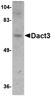 Dact3 Antibody
