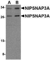 NIPSNAP3A Antibody