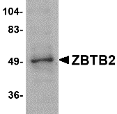 ZBTB2 Antibody