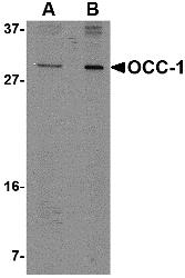 OCC-1 Antibody