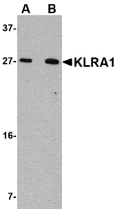 KLRA1 Antibody