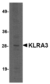 KLRA3 Antibody