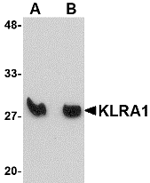 KLRA1 Antibody
