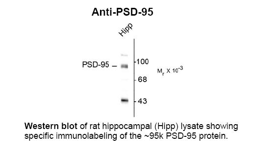 PSD-95 Antibody