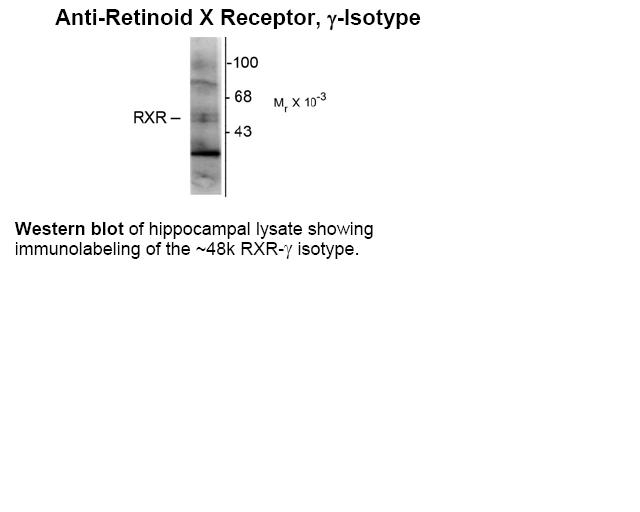 Retinoid X Receptor Antibody [1373]