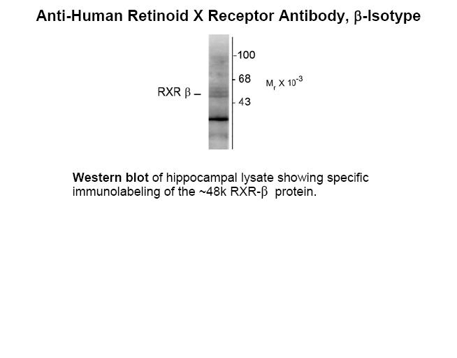 Retinoid X Receptor Antibody [147]
