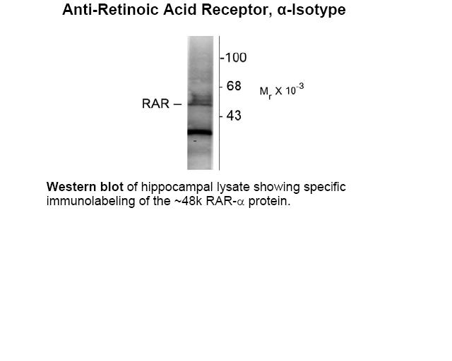 Retinoic Acid Receptor Antibody [763]