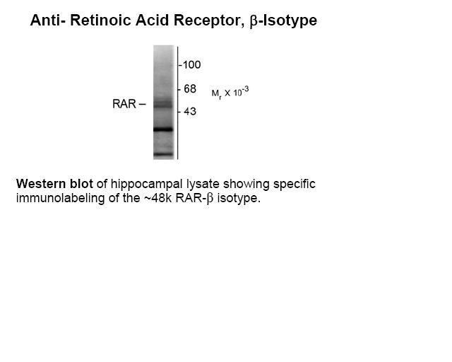 Retinoic Acid Receptor Antibody [336]