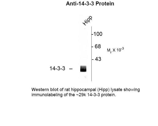 14-3-3 Antibody