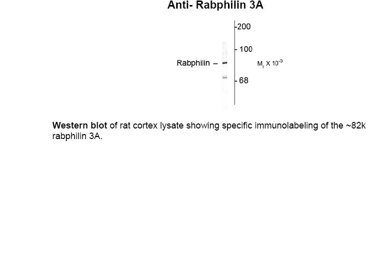 Rab 3 Antibody