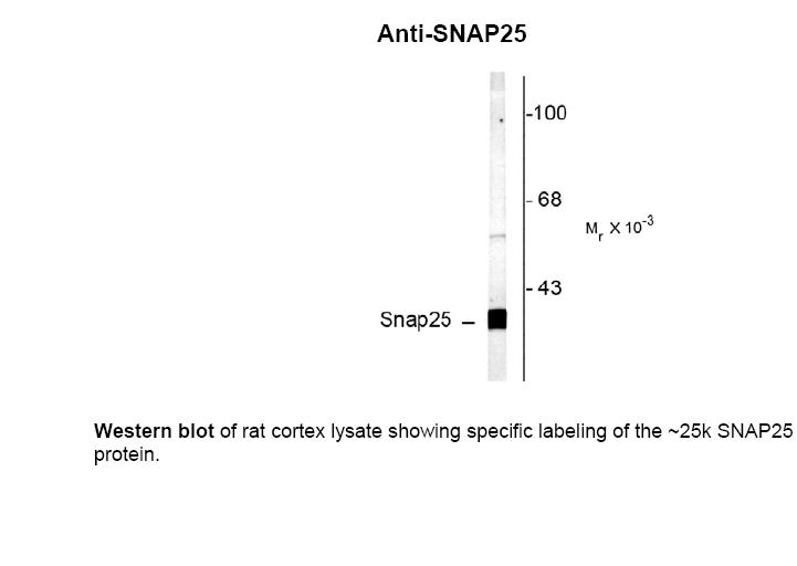 SNAP25 Antibody