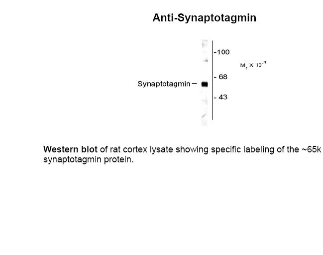 Synaptotagmin Antibody
