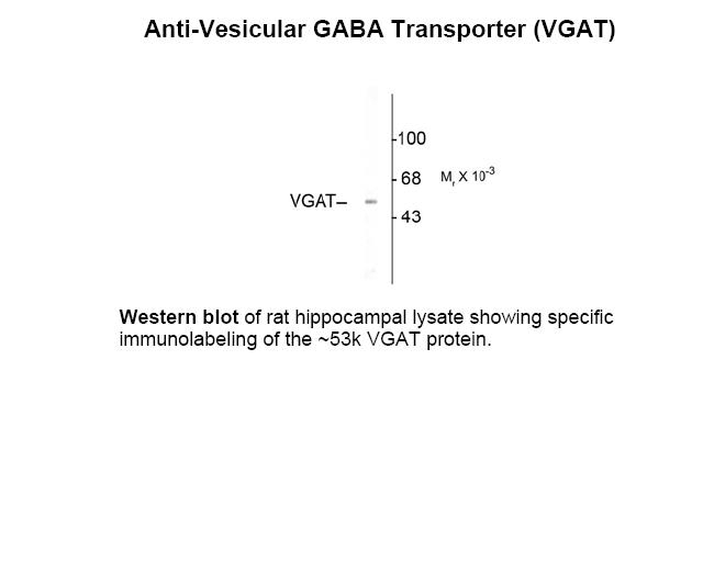 Vesicular GABA transporter Antibody