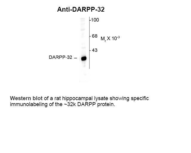 DARPP-32 Antibody
