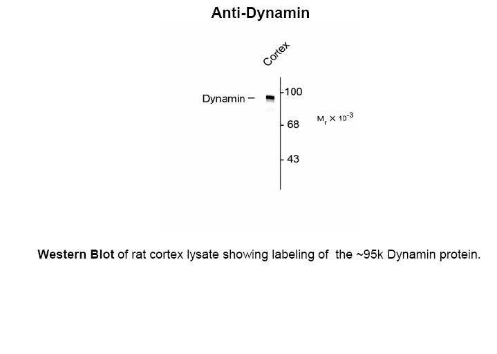 Dynamin Antibody