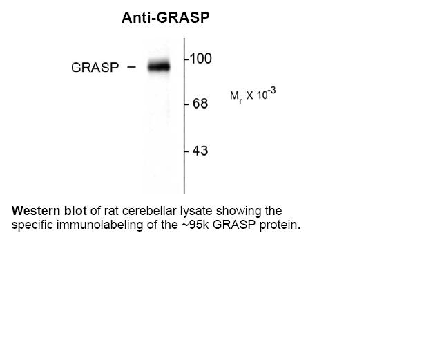 GRASP Antibody