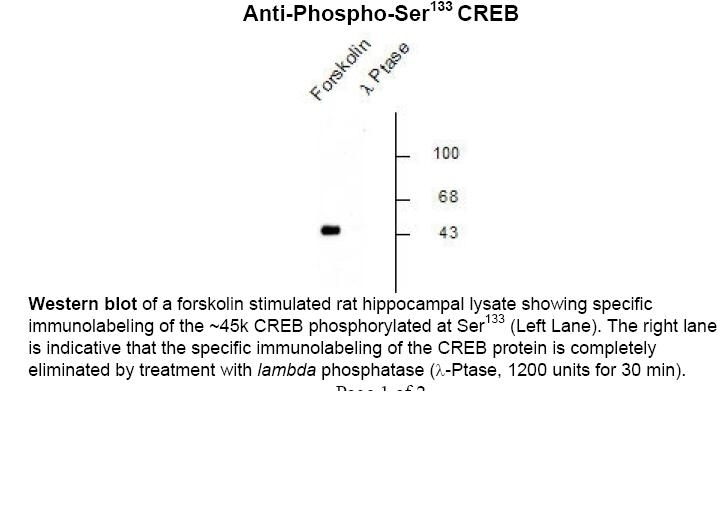 CREB (phospho Ser133) Antibody