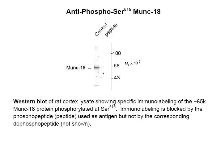 Munc-18 (phospho Ser515) Antibody