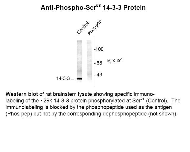 14-3-3 (phospho Ser58) Antibody