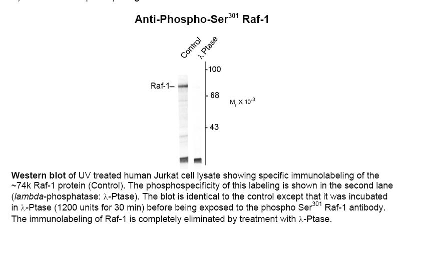 Raf-1 (phospho Ser301) Antibody