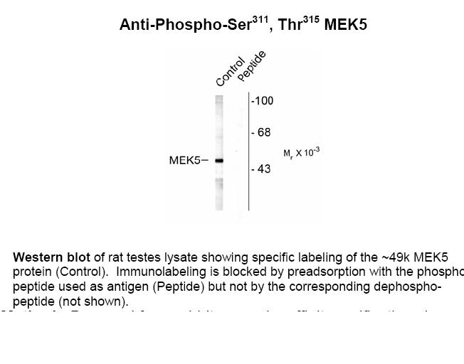 MEK5 (phospho Ser311 / Thr315) Antibody