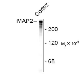 Microtubule Associate Protein 2 Antibody