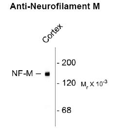 Neurofilament NF-M Antibody [3H11]