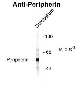 Peripherin Antibody