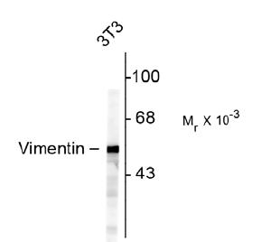 Vimentin Antibody