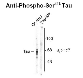 Tau (phospho Ser416) Antibody