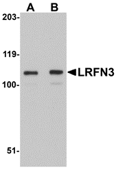 LRFN3 Antibody