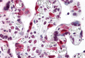 LZTS2 Antibody
