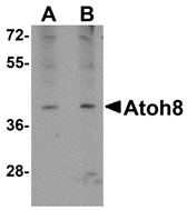ATOH8 Antibody