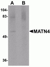 MATN4 Antibody
