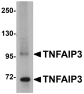 TNFAIP3 Antibody
