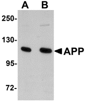 APP Antibody