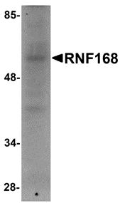 RNF168 Antibody