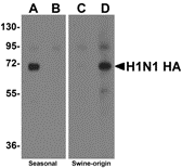 Swine H1N1 Hemagglutinin Antibody