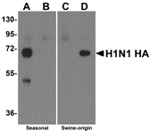 Swine H1N1 Hemagglutinin Antibody