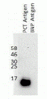 Procalcitonin Antibody [G4]
