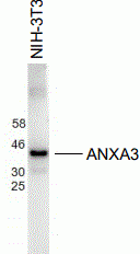 ANXA3 Antibody [G3]